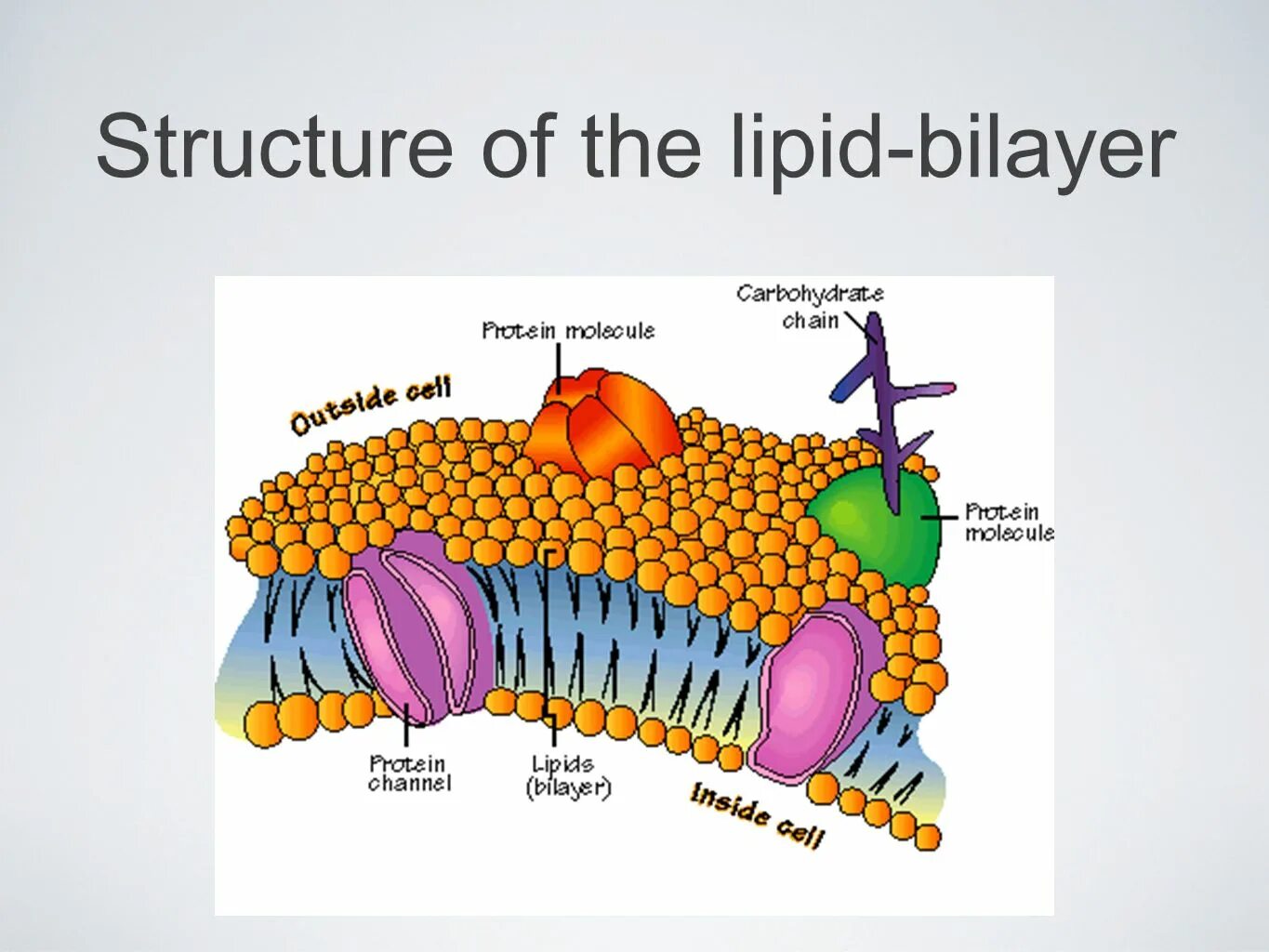 Cell 18. Cell membrane. cell membrane structure. мембранные липиды. плазм мембрана.