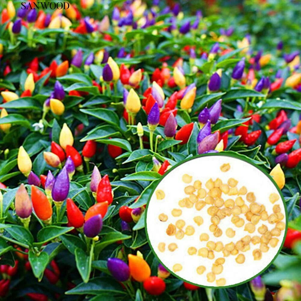 Ornamental Pepper Prairie Fire Mix Seeds (Capsicum Annuum) 15+Seeds Stuffed pepp
