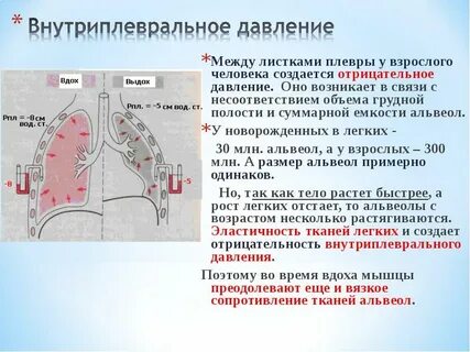 Давление воздуха в легких при вдохе