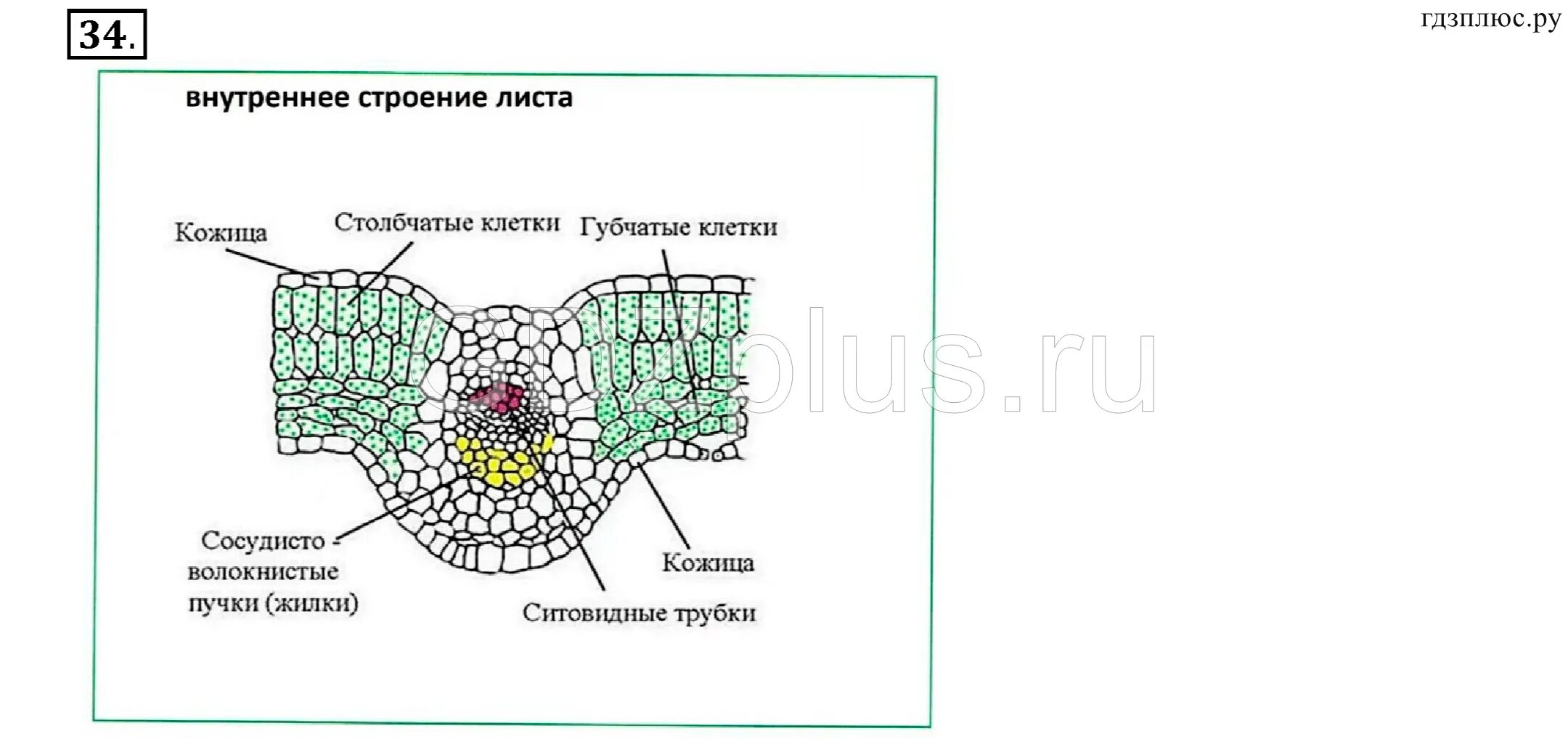 Слой клеток листа. Лист строение листа биология 6 класс. Схема внутреннего строения листа биология 6 класс. Строение кожицы листа клеточное строение листа. Внутреннее строение листьев 6 класс биология.