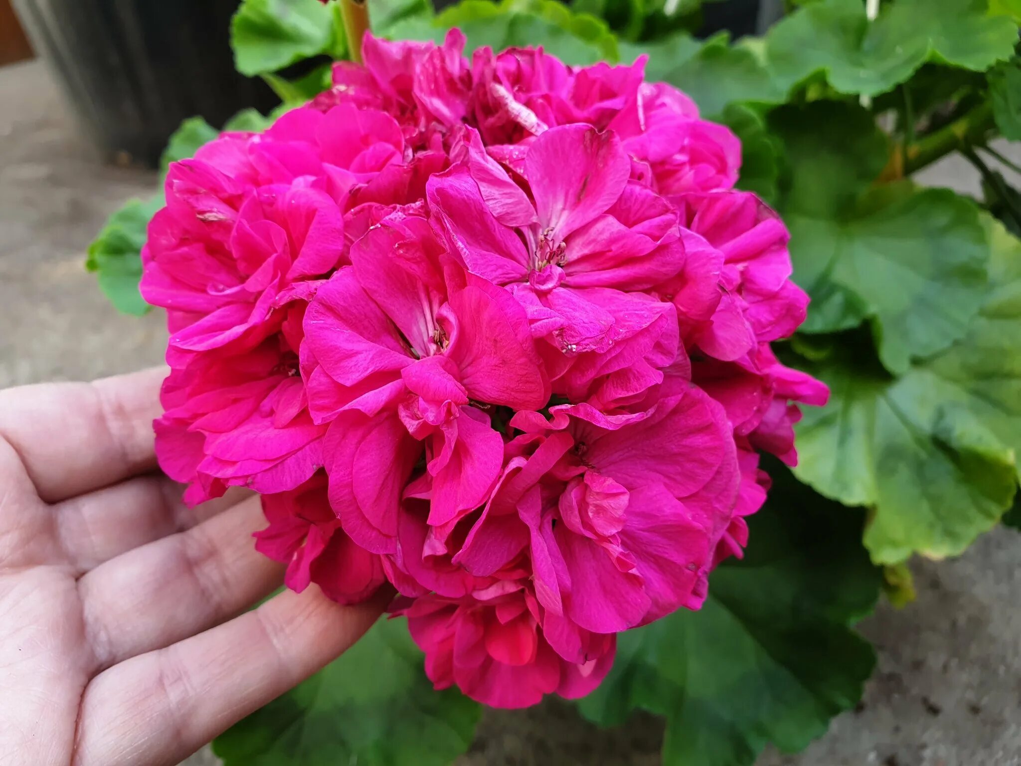 Пеларгония грушенька описание сорта. Пеларгония шелк маркиза. jubilee rose пеларгония. пеларгония кардинал. юв кардинал пеларгония.