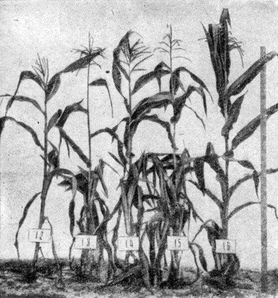 последовательность этапов селекции кукурузы