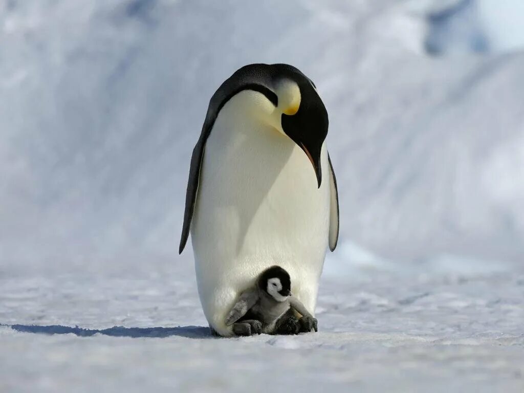 Императорский Пингвин Aptenodytes forsteri. Императорский Пингвин в Антарктиде. Императорский Пингвин высиживает яйцо. Императорский Пингвин детеныш. Emperor penguin