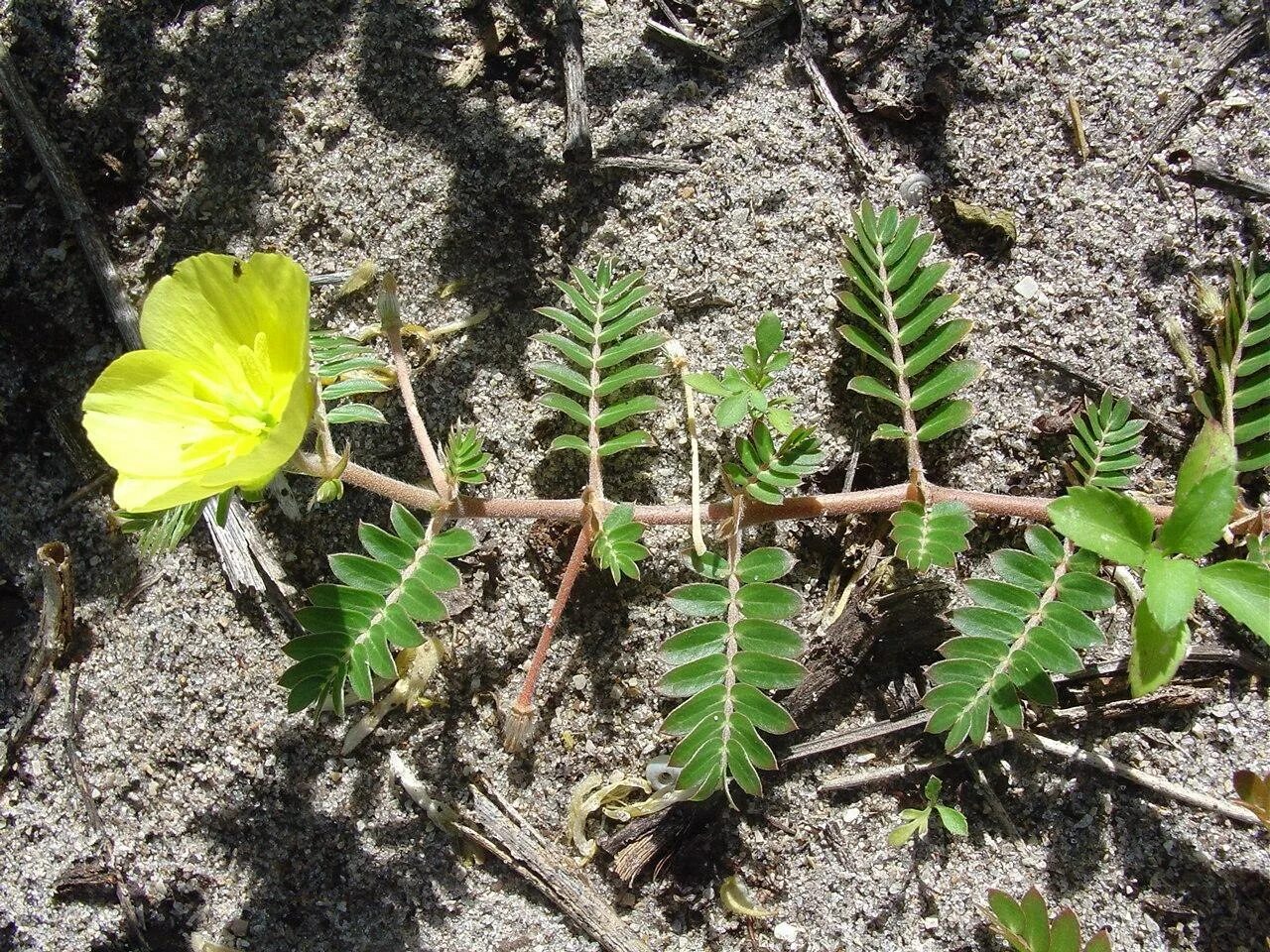 Дикая форма растений. Tribulus terrestris (якорцы. Колючка якорцы стелющиеся. Растение якорцы стелющиеся. Якорцев стелющихся травы.