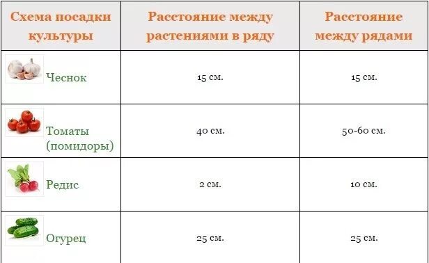 Посадка огурца в теплице расстояние. Схема посадки помидор в открытом грунте. Посадка томатов на каком расстоянии друг. Схема посадки томатов в открытый грунт рассадой. Схема высадки рассады помидор в открытый грунт.