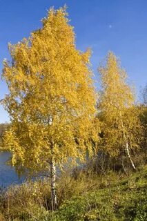 Осень убирала и березу в золотой убор