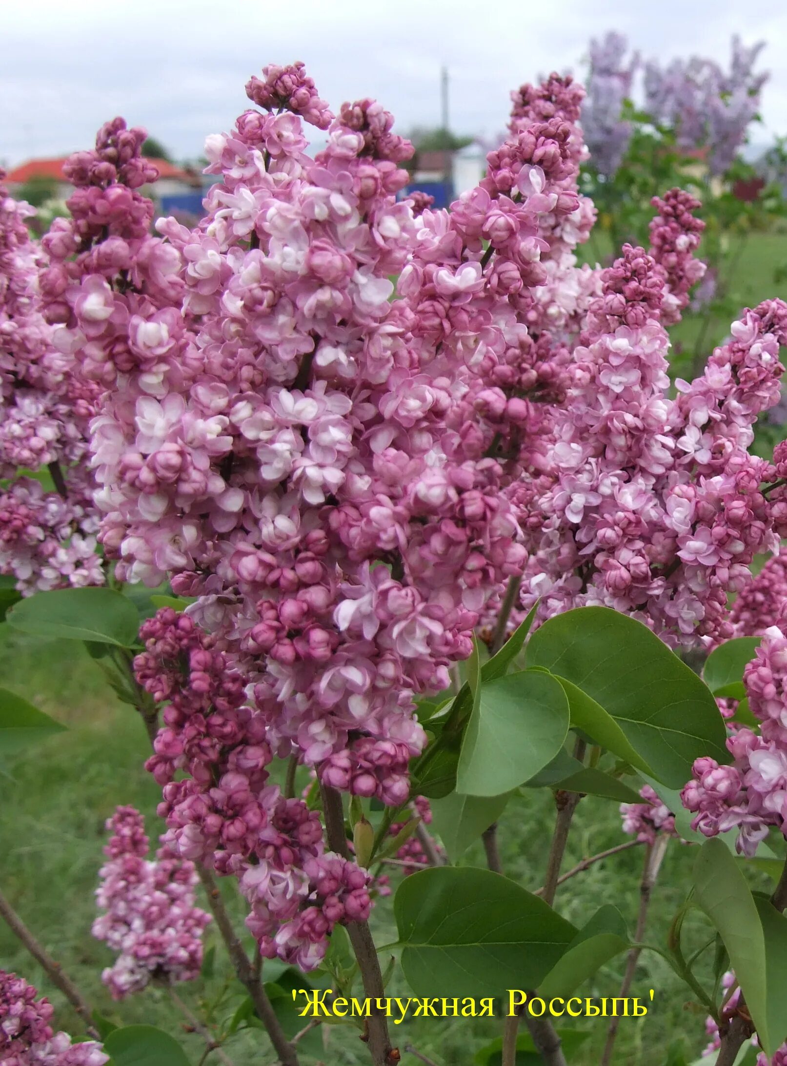 Сирень обыкновенная Жемчужина (Syringa). Сирень Жемчужная россыпь. Сирень обыкновенная Кремлевские куранты. Жемчуг и сирень. Сирень жемчужина