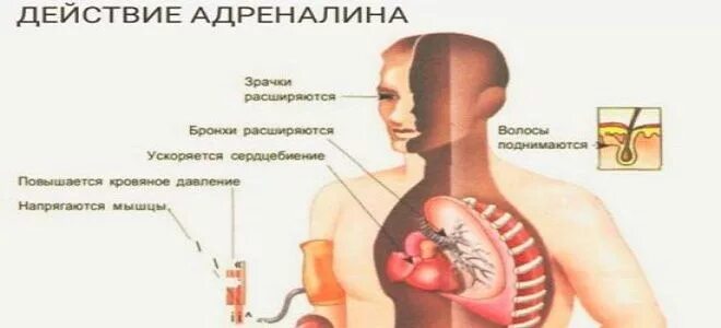 Действие адреналина на организм человека. Функциональные эффекты адреналина и норадреналина таблица. Адреналин действие гормона. Механизм действия адреналина. Адреналин действие на организм.
