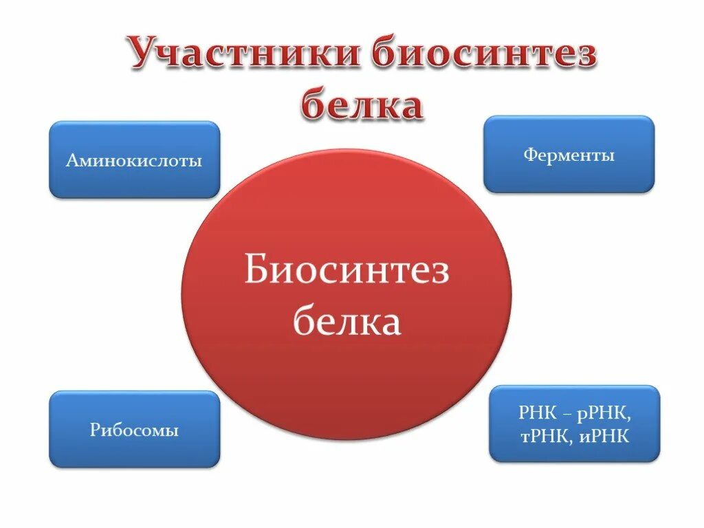 Синтезе белков принимают участие. Биосинтез белка. Синтез белка. Участники синтеза белка. Участники биосинтеза.