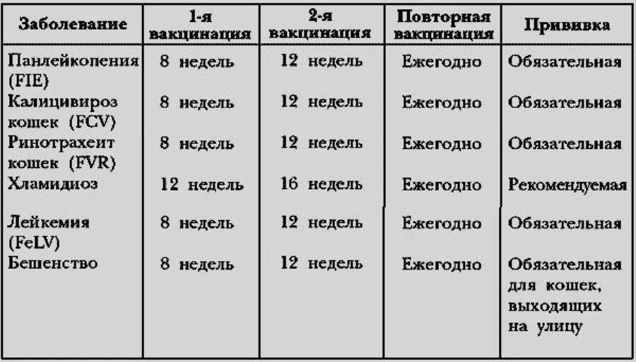 Вакцинация кошек какие. Прививки котятам по возрасту. Обязательные прививки для кошек. 1 Прививки для котят. Какие прививки надо сделать котенку.