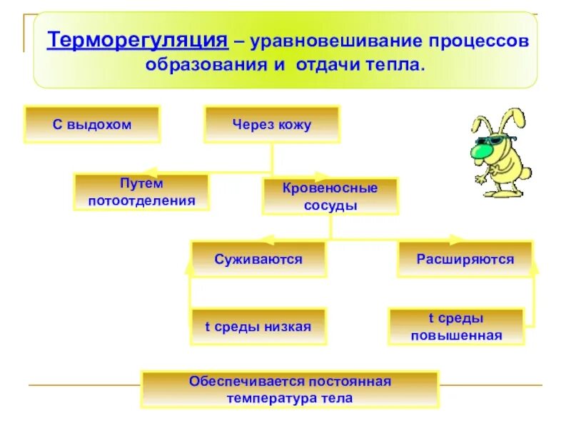 Терморегуляция тест 8 класс