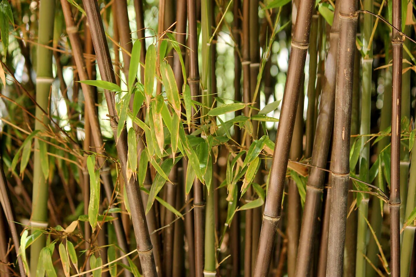 Бамбук это растение. Мексиканский Плакучий бамбук. Bambusa Phyllostachys nigra. Бамбук листоколосник. Бамбук Phyllostachys nigra.