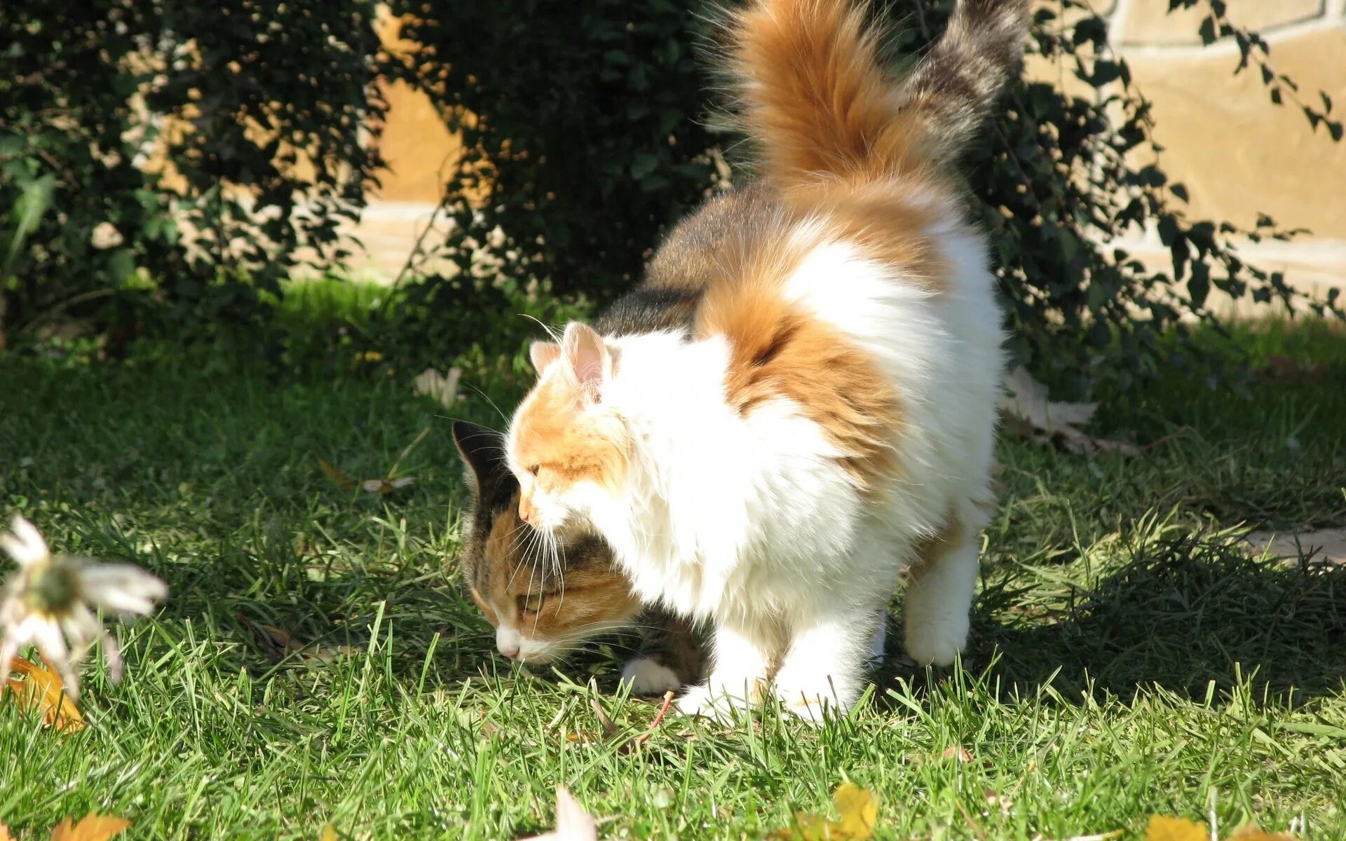 Кошечка гуляет. Кошка гуляет. Коты гуляют. Котик на прогулке. Кот в траве.