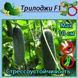 Огурец трилоджи f1 описание отзывы