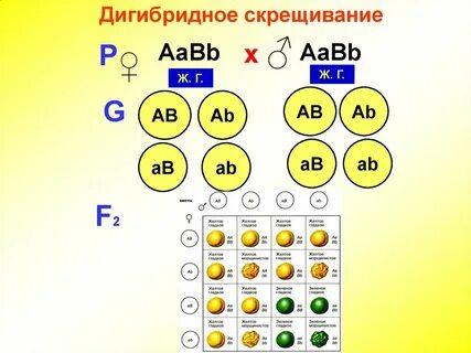 Скрещивании двух дигетерозигот при полном