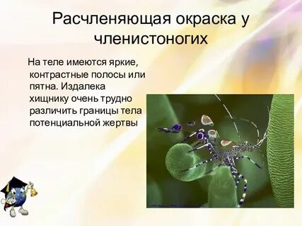 Окраска тела