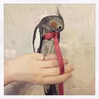 Шлейка для кореллы
