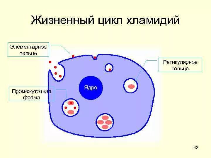 Хламидии элементарные и ретикулярные тельца. Элементарные тельца хламидий. Элементарное и ретикулярное тельце хламидий. Хламидии ретикулярные тельца.