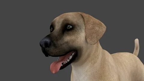 Dog 3d animation