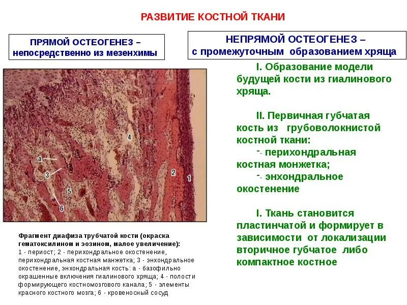 Прямой и непрямой остеогенез гистология. Образование хрящевой ткани гистология. перихондральное окостенение гистология. образование костной ткани из хрящевой.