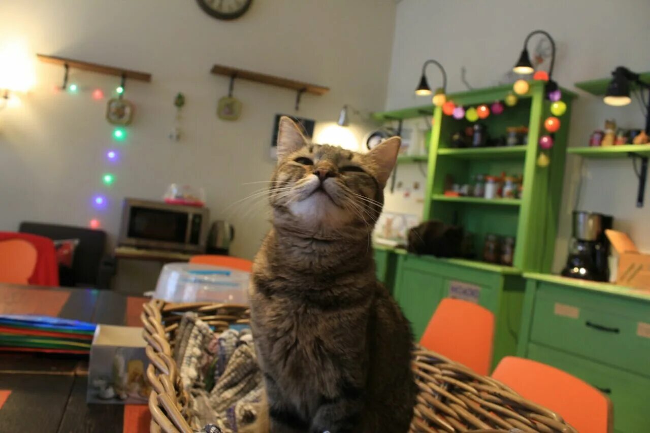 Котиссимо басманная. Котокафе котиссимо. кафе котиссимо в москве. москва новая басманная улица 31 котокафе котиссимо. довольный кот.