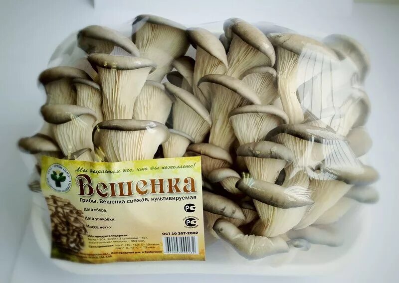 Кг вешенок. Вешенка р80. Грибы вешенки 300 грамм. Кг вешенок. Грибы вешенка 300 гр.
