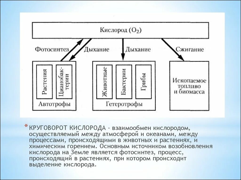 Важную роль накопления кислорода в атмосфере играют. Составление схем круговорота кислорода. Биохимический цикл кислорода схема. Схема круговорота кислорода схема. Упрощенная схема круговорота кислорода в биосфере.