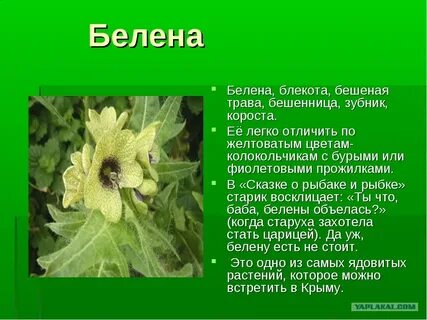 Ядовитые растения описание