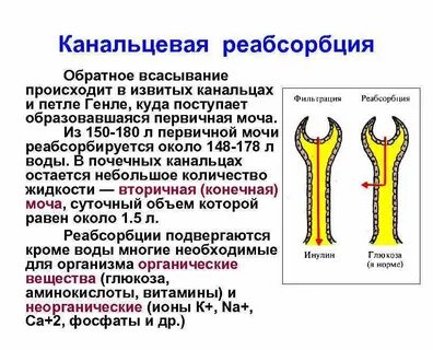 Почечная реабсорбция