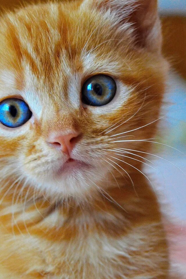 Кот димон. Рыжий котик с голубыми глазами. рыжий голубоглазый котенок. рыжий котенок с голубыми глазами. рыжий котёнок.