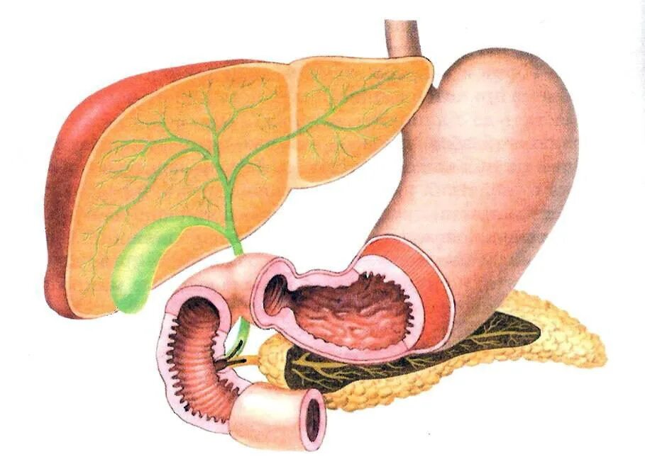 Желудок желчный пузырь поджелудочная железа. Желудок и 12 перстная кишка расположение. 12 Перстная кишка печень и поджелудочная. 12 Перстная кишка печень поджелудочная железа. Анатомия желудка и 12-перстной кишки.