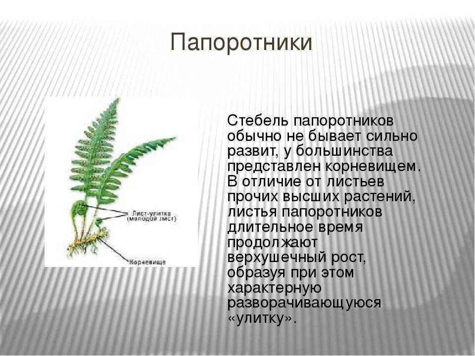 Папоротники состоят из разнообразных тканей