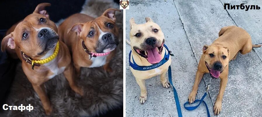 Питбультерьер и стаффордширский терьер. Стаффордширский терьер и питбуль. Стафф и питбуль разница. Питбуль амстафф бультерьер. Стаффордширский терьер булли.