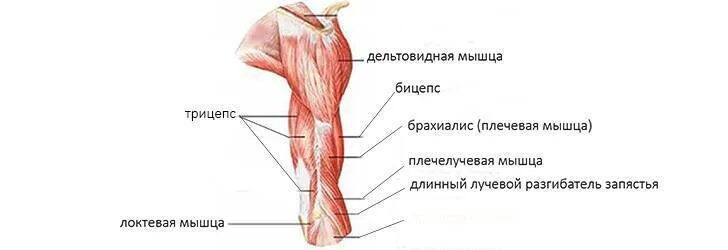 Где находится бицепс и трицепс. Строение мышц трицепс мышцы. трехглавая мышца трицепс. мышцы руки анатомия трицепс. бицепс и трицепс это мышцы.