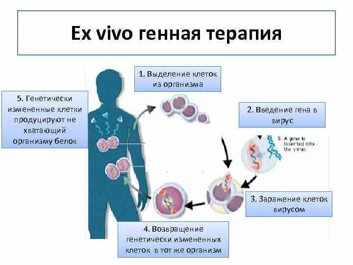 Схема проведения генной терапии. Схемы генной терапии in vivo и ex vivo. Генную терапию ex vivo схема. Последовательность генной терапии схема. Исследования in vivo