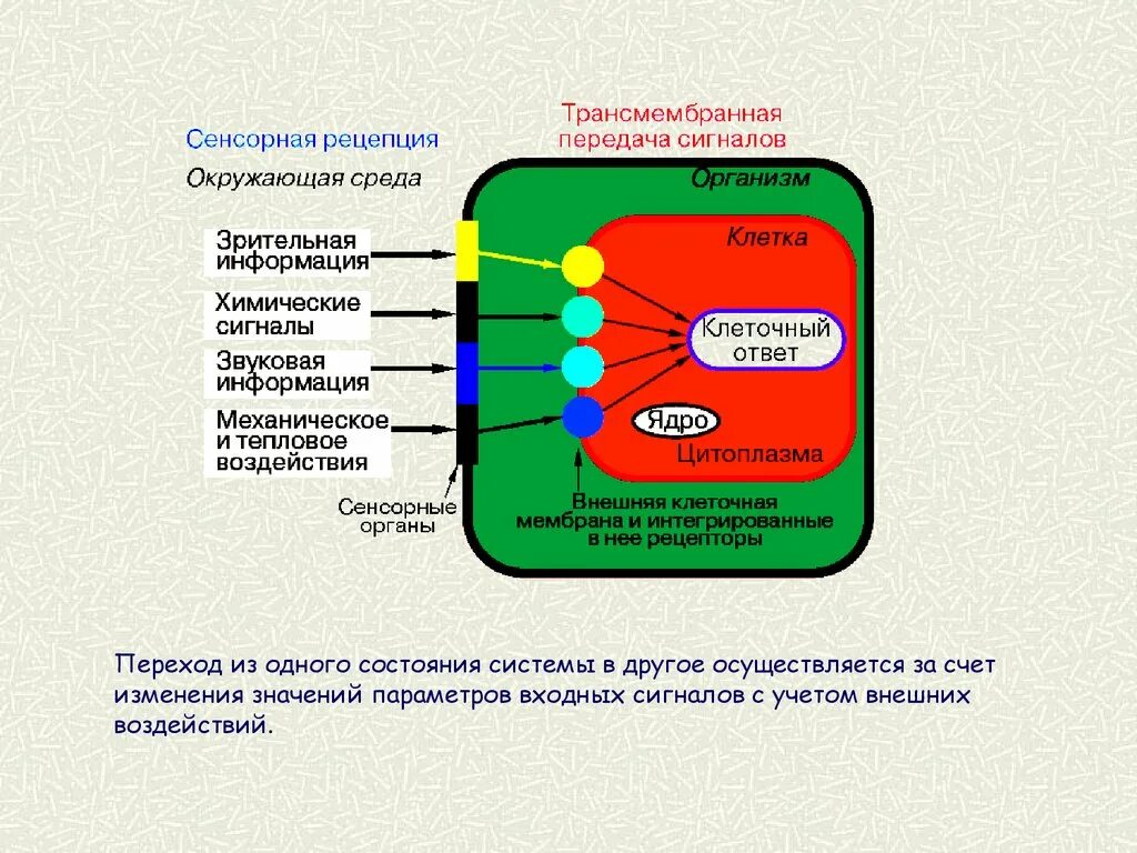 Регуляция клеточной активности. Регуляция жизнедеятельности клетки. Регуляция химической активности клетки. Механизмы трансмембранной передачи сигнала. Какое значение ядра в жизнедеятельности клетки