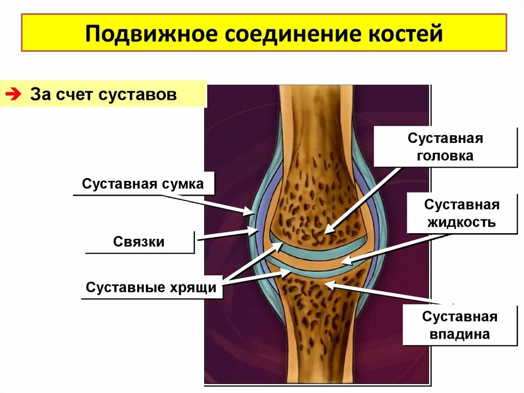 Подвижное соединение костей. Подвижные соединения костей. Типы соединения костей строение сустава. Подвижное соединение сустав.