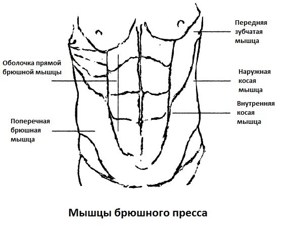 Передняя часть живота. Мышцы живота схема. Мышцы абдоминальной области – прямые мышцы живота.. Антагонист наружной косой мышцы живота. Иннервация наружной косой мышцы живота.