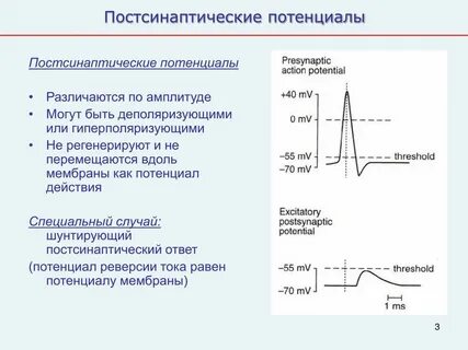 Постсинаптический потенциал