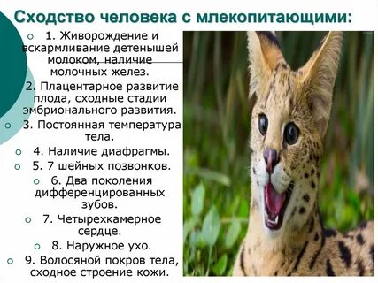 Сходство человека с млекопитающими