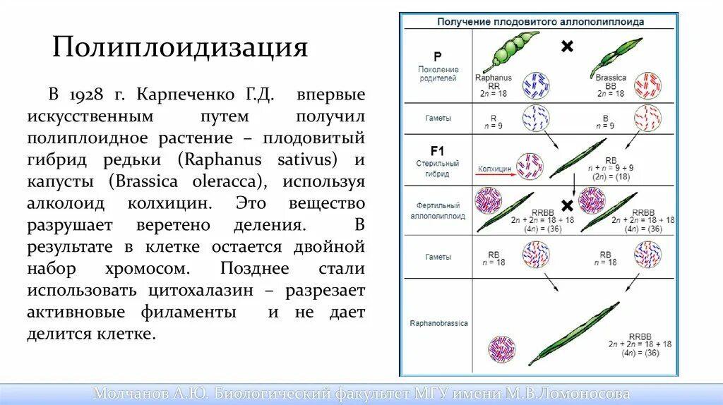 Полиплоидизация метод селекции. Карпеченко г. д. полиплоидизация. Колхицин Карпеченко. Обработка растений колхицином.