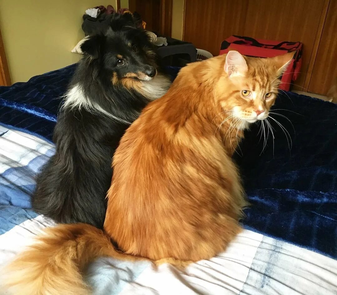 мейн кун павла воли. мейн кун павла воли. большой кот обычный. коты мейн кун. мейн кун омар.