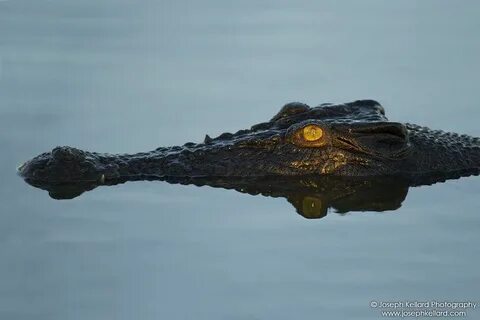 Крокодилы ночью