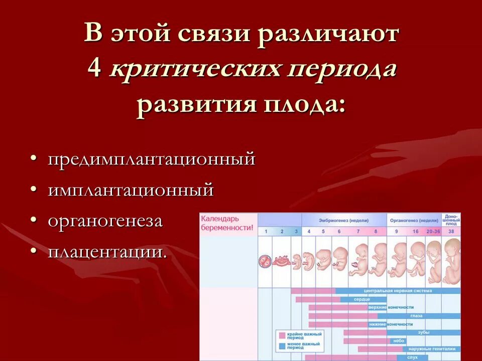 Критические периоды плодного периода развития. Критические периоды беременности имплантационный. Критические периоды внутриутробного развития. Критические этапы развития эмбриона. Физиологическая беременность и физиологические роды