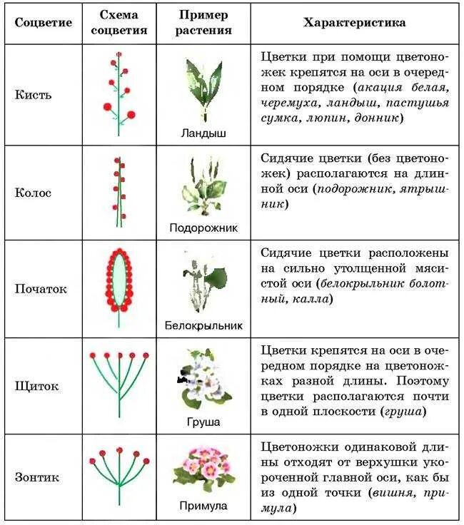 Типы соцветия таблица характерные признаки. Таблица соцветия биология 6. Таблица типы соцветий 6 класс биология. Виды соцветий 6 класс биология таблица. Как называется данная группа растений группа 1