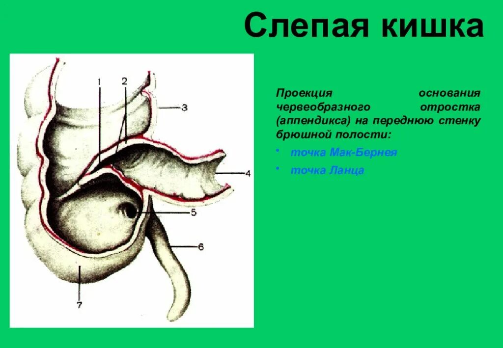 Слепая кишка анатомия человека. Слепая кишка кишки анатомия. Слепая кишка и червеобразный отросток анатомия. Анатомия слепой кишки и червеобразного отростка. Слепая кишка рисунок