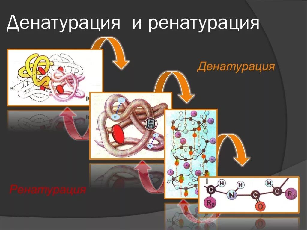Белки строение ренатурация и денатурация. Обратимая денатурация белка. Денатурация и ренатурация белков. Денатурация первичной структуры белка. Денатурация белка в волосах.