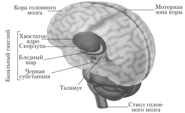 Базальные ганглии мозга. Базальные ганглии головного мозга анатомия. Бледный шар скорлупа хвостатое ядро. Функции хвостатого ядра головного мозга.