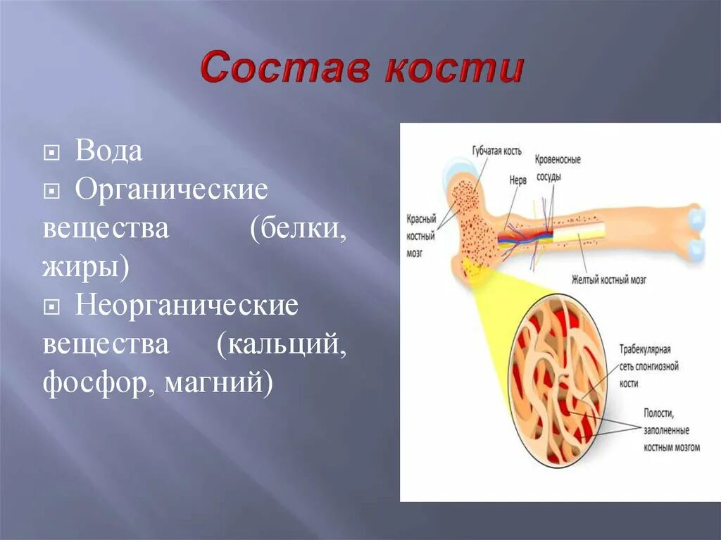 Из чего состоят кости. Состав кости. вещества в составе кости. органические вещества кости. состав и строение костей.