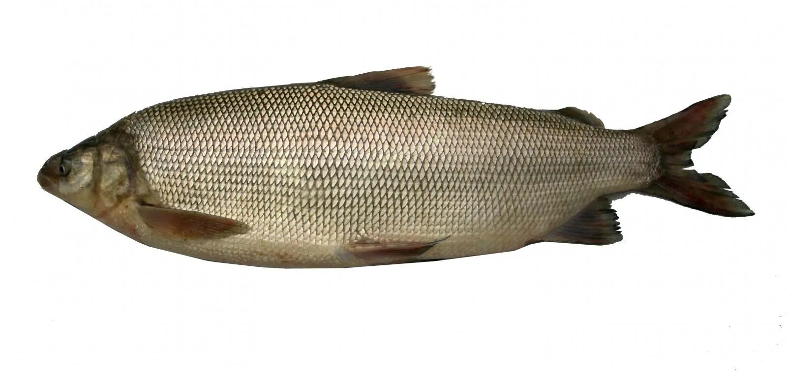 Рыба нельма описание. Муксун - Coregonus muksun. Чир щекур. Муксун сиг пелядь. Рыба щекур и муксун.